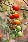 Homegrown cherry tomatoes rippening at different stages for a slow harvest
