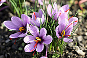 Saffron crocus flowers growing in the soil, ready for harvest
