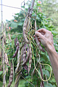 Borlottibohnen der Sorte 'Lingua di Fuoco' trocknen an der Pflanze