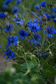 Kornblumen in der Natur