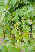 White wine grapes on a vine