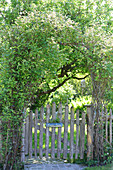 Wooden fence in summery, natural garden