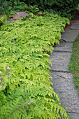 Venus hair fern (Adiantum venustum) as a ground cover along the pathway