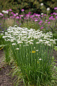Blooming garlic chives also known as chives