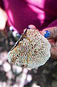 Essbare Pilze im Primärwald, Corcovado Nationalpark, Halbinsel Osa, Costa Rica, Zentralamerika, Amerika