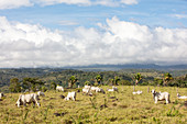 Beef cattle in the Valle El Coto Brus, Costa Rica, Central America