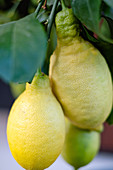 Zitronen am Zweig