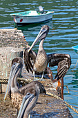 A pelican on the beach at Tambor, Nicoya Peninsula, Costa Rica, Central America