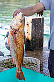 A freshly caught fish on the beach at Tambor, Nicoya Peninsula, Costa Rica, Central America