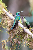 Hummingbirds on a nectar feeding station, Los Quetzales National Park, Costa Rica, Central America