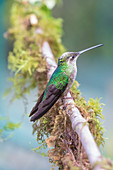 Kolibri an einer Nektar-Futterstelle, Nationalpark Los Quetzales, Costa Rica, Zentralamerika, Amerika