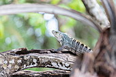 A lizard on the beach in the Manuel Antonio National Park, Puntarenas, Quepos, Costa Rica, Central America