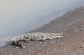 A crocodile on the bank of the Tárcoles, Puntarenas, Costa Rice, Central America