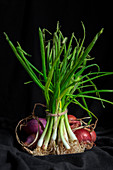 Fresh red and white onions on dark background