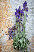Frischer und getrockneter Lavendel