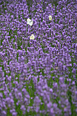 A white butterfly in a field of lavender