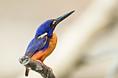 Azure kingfisher