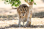 Eastern grey kangaroo