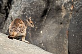 Mareeba rock-wallaby