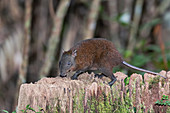 Musky rat-kangaroo