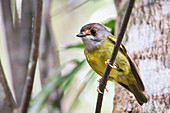 Pale-yellow robin