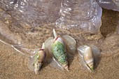 Plough snails feeding on a jellyfish