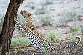 Leopard marking territory