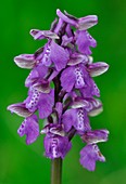 Green-winged orchid (Orchis morio)