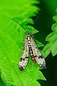 Scorpion fly