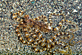 Mimic octopus on sand