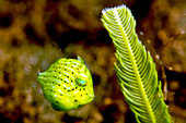 Juvenile puffer filefish