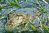 Small cuttlefish in sea grass