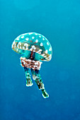 Spotted jellyfish