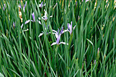 Milky iris (Iris lactea) flowers