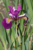 Flag iris (Iris versicolor 'John Wood')