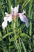 Iris (Iris ensata 'Rose Queen')