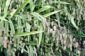 Northern sea oats (Chasmanthium latifolium) plants