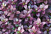 Joyweed (Alternanthera brasiliana 'Purple Prince') plants