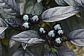 Ornamental pepper (Capsicum annuum 'Black Pearl') fruits