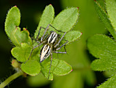 Lynx spider male