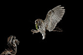 Eurasian scops owl flying with prey