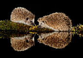 European hedgehog couple