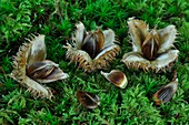 Beech nuts (Fagus sylvatica)