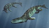 Dakosaurus marine reptile, illustration