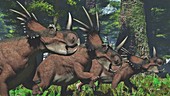 Herd of Styracosaurus dinosaur, illustration