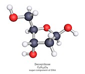 Molecular model of deoxyribose