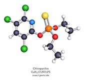 Molecular model of chlorpyrifos