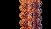 Chromatin fibre, illustration