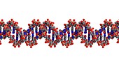 DNA molecule, illustration