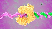 DNA polymerase, illustration